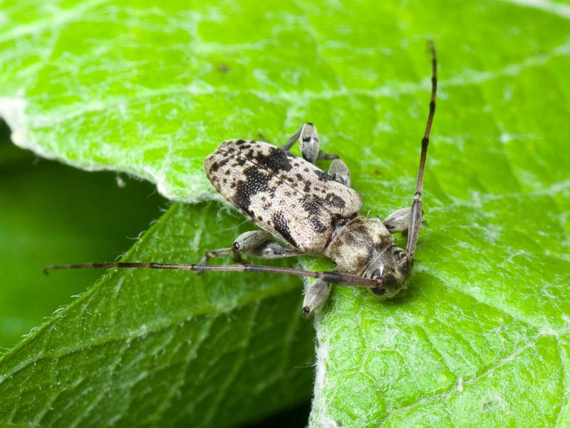 Leiopus femoratus Fairmaire, 1859